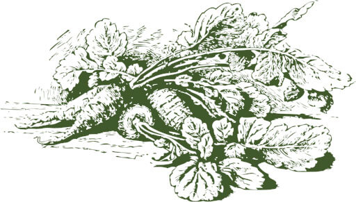 vegetable